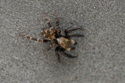 Pseudeuophrys erratica